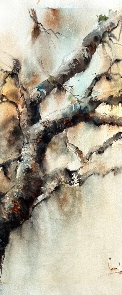 Rainy Forest by Sophie Rodionov