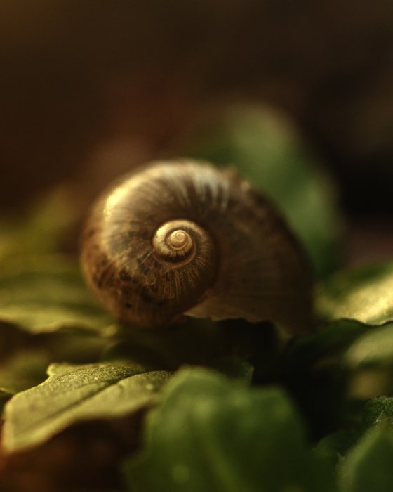 Fragile Treasure - studio edition