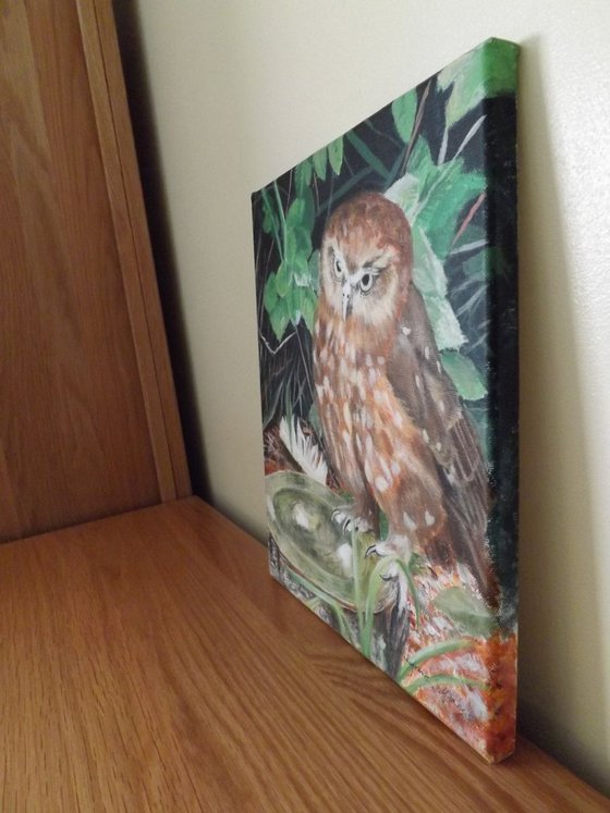 Brown owl