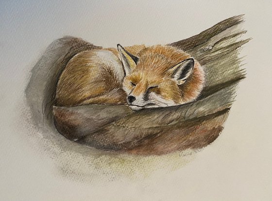 Sleeping fox