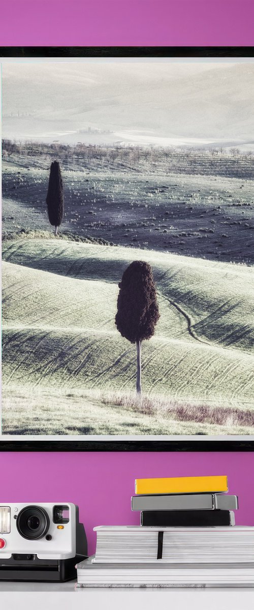 Two lone cypresses by Karim Carella