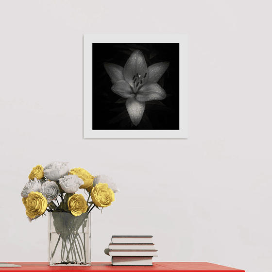 Lily Blooms Number 7 - 12x12 inch Fine Art Photography Limited Edition #1/25