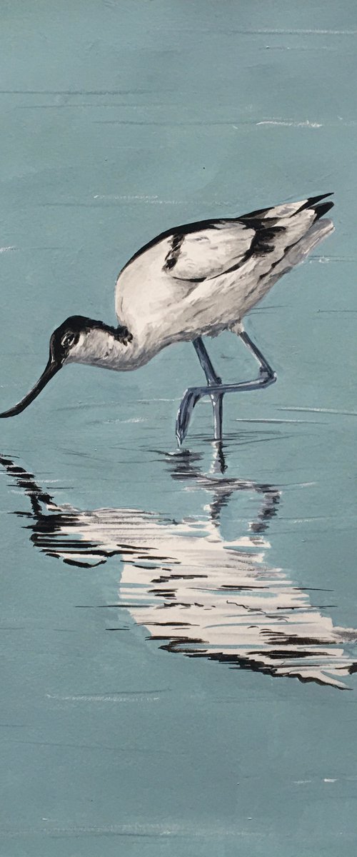 Avocet Feeding by Laurence Wheeler