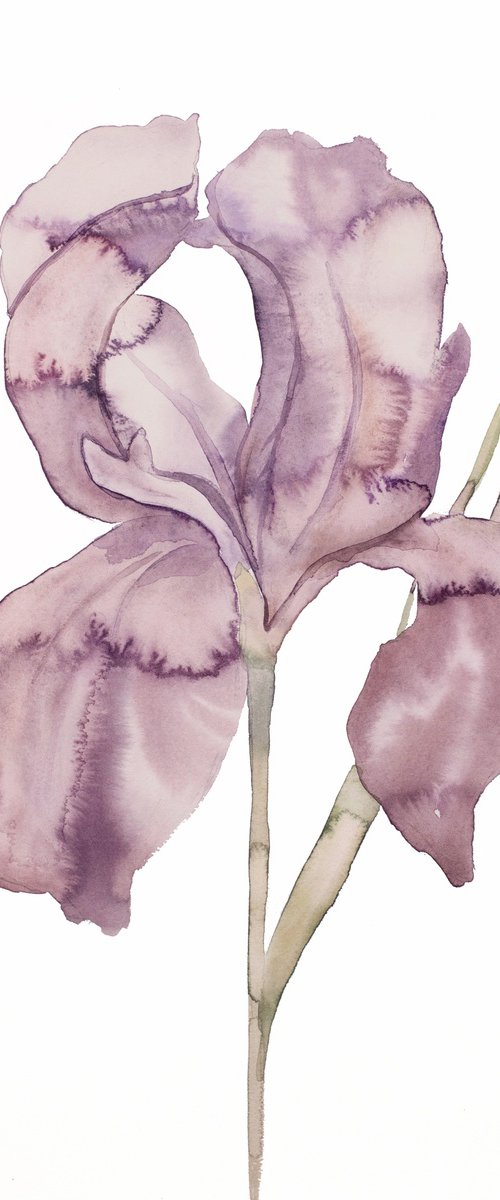 Iris No. 172 by Elizabeth Becker