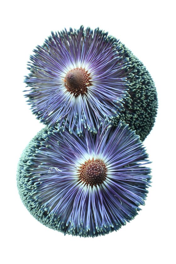 Paramour Banksia