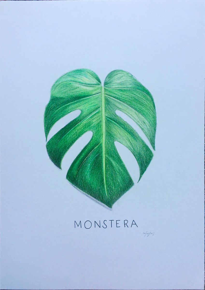 Monstera Leaf Drawing by Amelia Taylor
