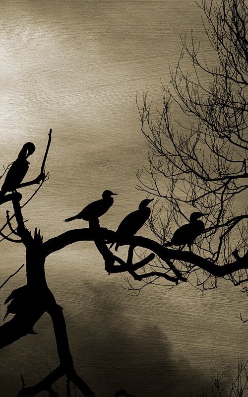 Cormorants by Martin  Fry