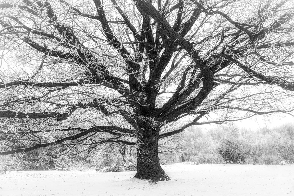 Photorealistic Photograph , Silent Oak By Vlad Durniev, 35 X 24, Artwork For Sale On Artfinder