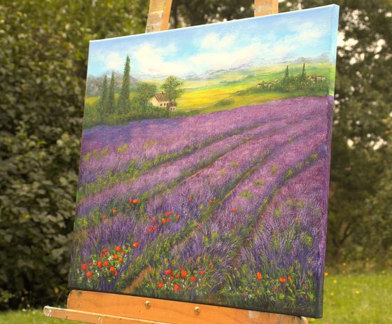 Lavender field  Provence