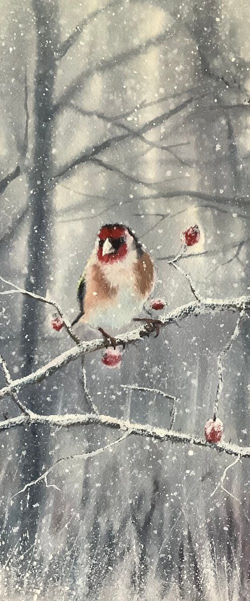 Goldfinch in winter by Darren Carey