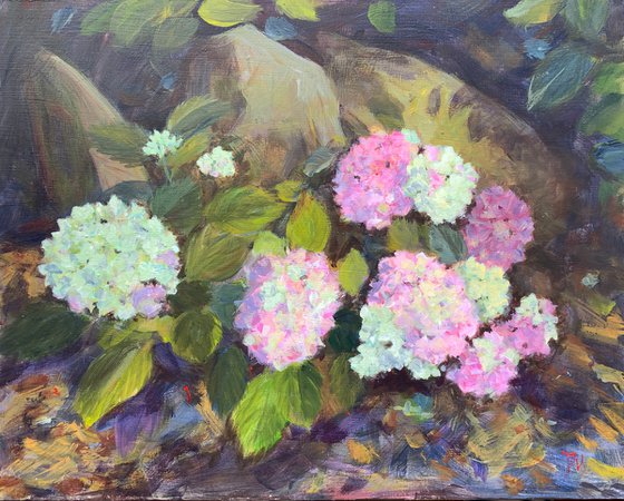 Hydrangeas and rocks