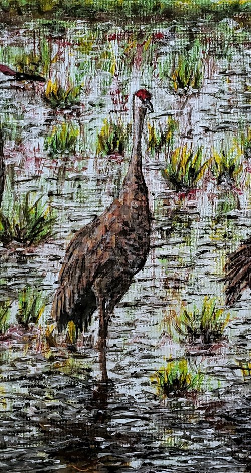 Sandhill Cranes by Robbie Potter
