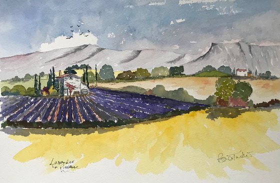 Lavender in Provence 2