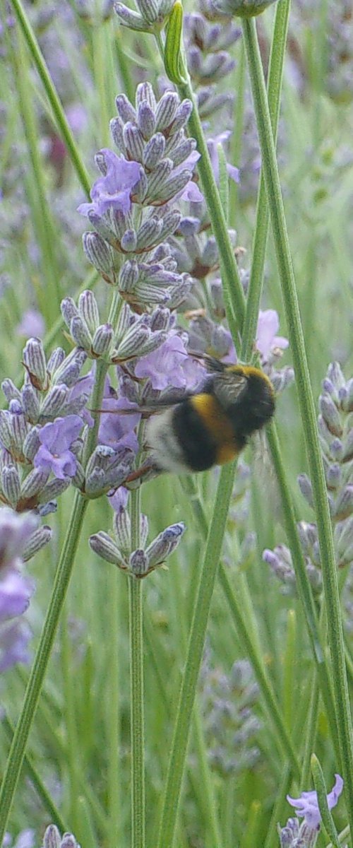 Bee with lavender by Tim Saunders