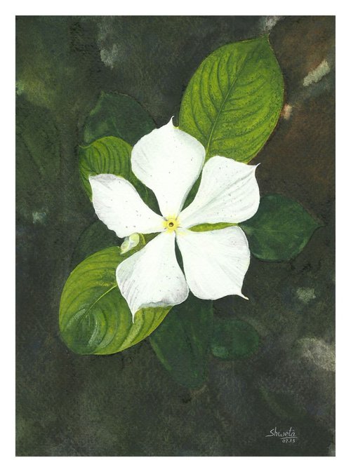 White Periwinkle Flower by Shweta  Mahajan