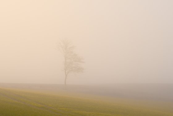 foggy landscape 8