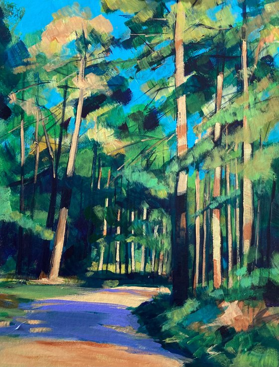 Pines near Church Crookham