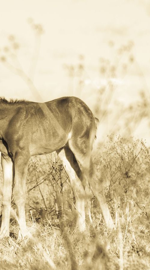 SLEEPING FOAL by Andrew Lever