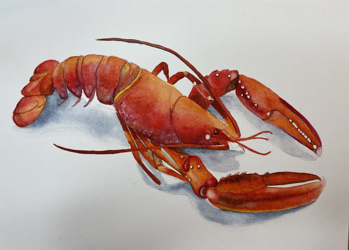 Small Red Lobster by Lucia Kasardova