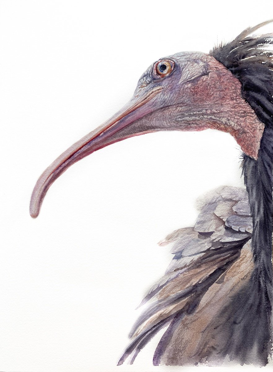 Photorealistic Watercolour , Northern Bald Ibis By Tetiana Savchenko, 11 X 15, Artwork For Sale On Artfinder