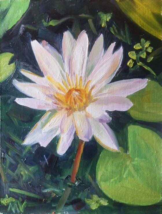 Water lily. (SMALL GIFT IDEA, FLOWER, SMALL ART)