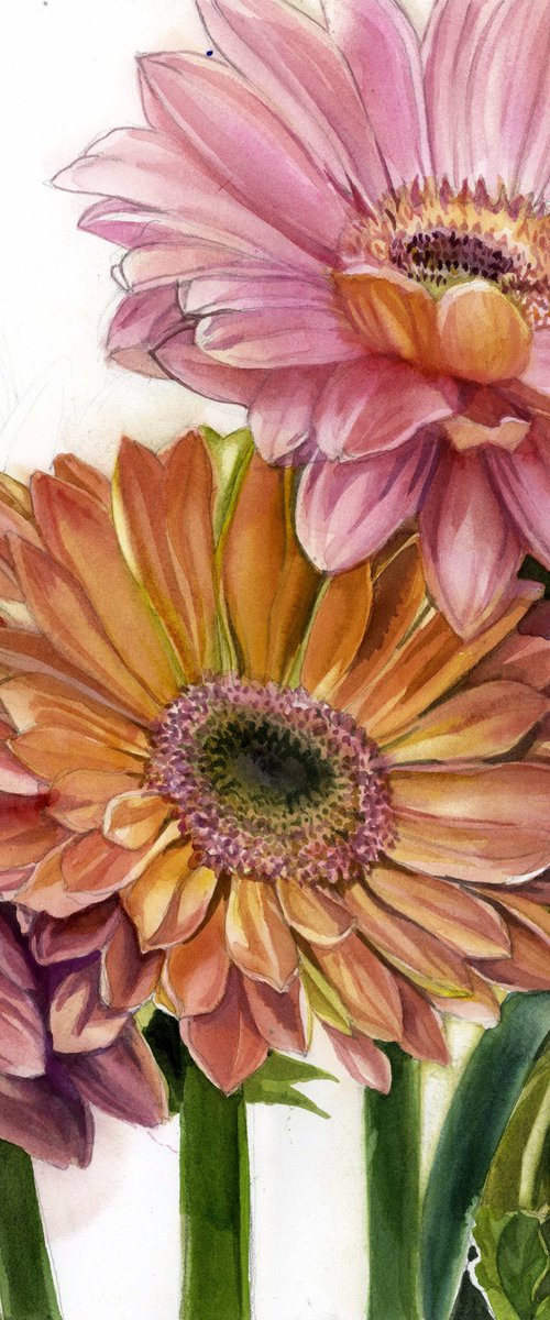 gerbera in spring by Alfred  Ng