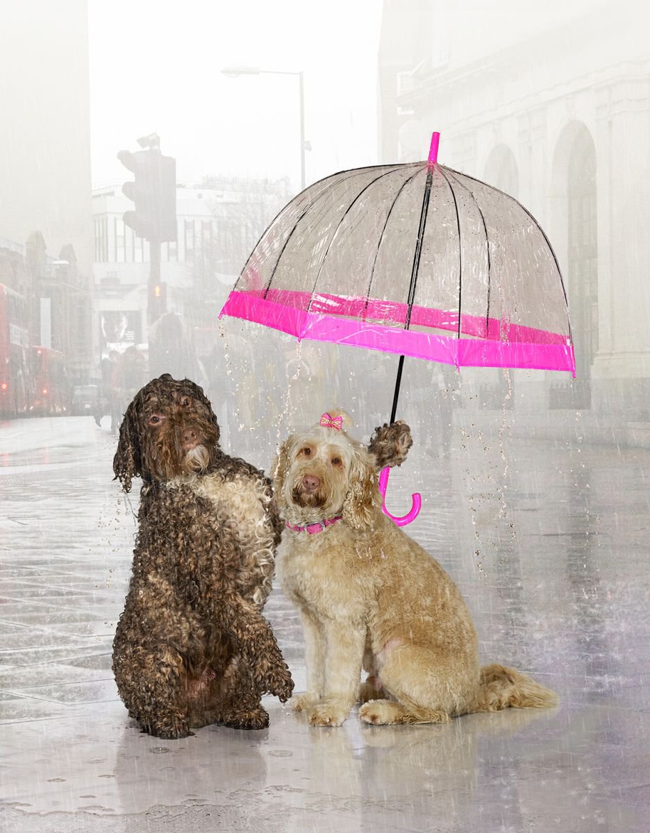 Photorealistic Animal Photograph By Gandee Vasan, 17 X 23, True Love, Original Artwork