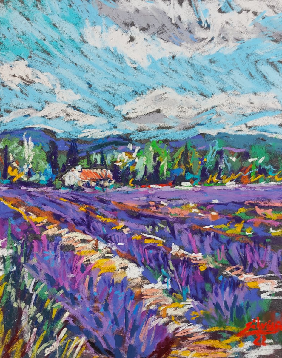 Lavender fields by Silvia Flores Vitiello