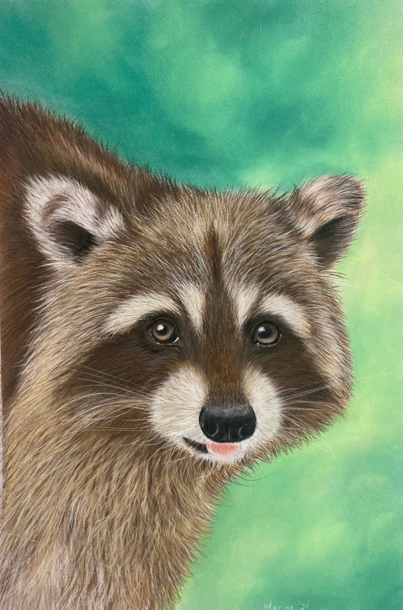 Racoon by Maxine Taylor