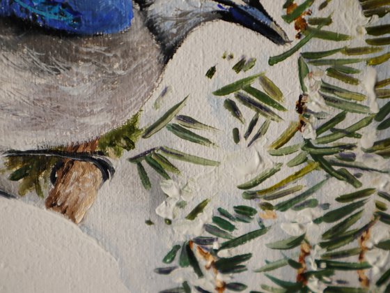Blue Jay on Snowy Branches
