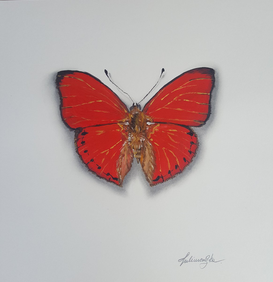 Butterfly Collection - Cymothoe Sangaris by Maja Tulimowska - Chmielewska