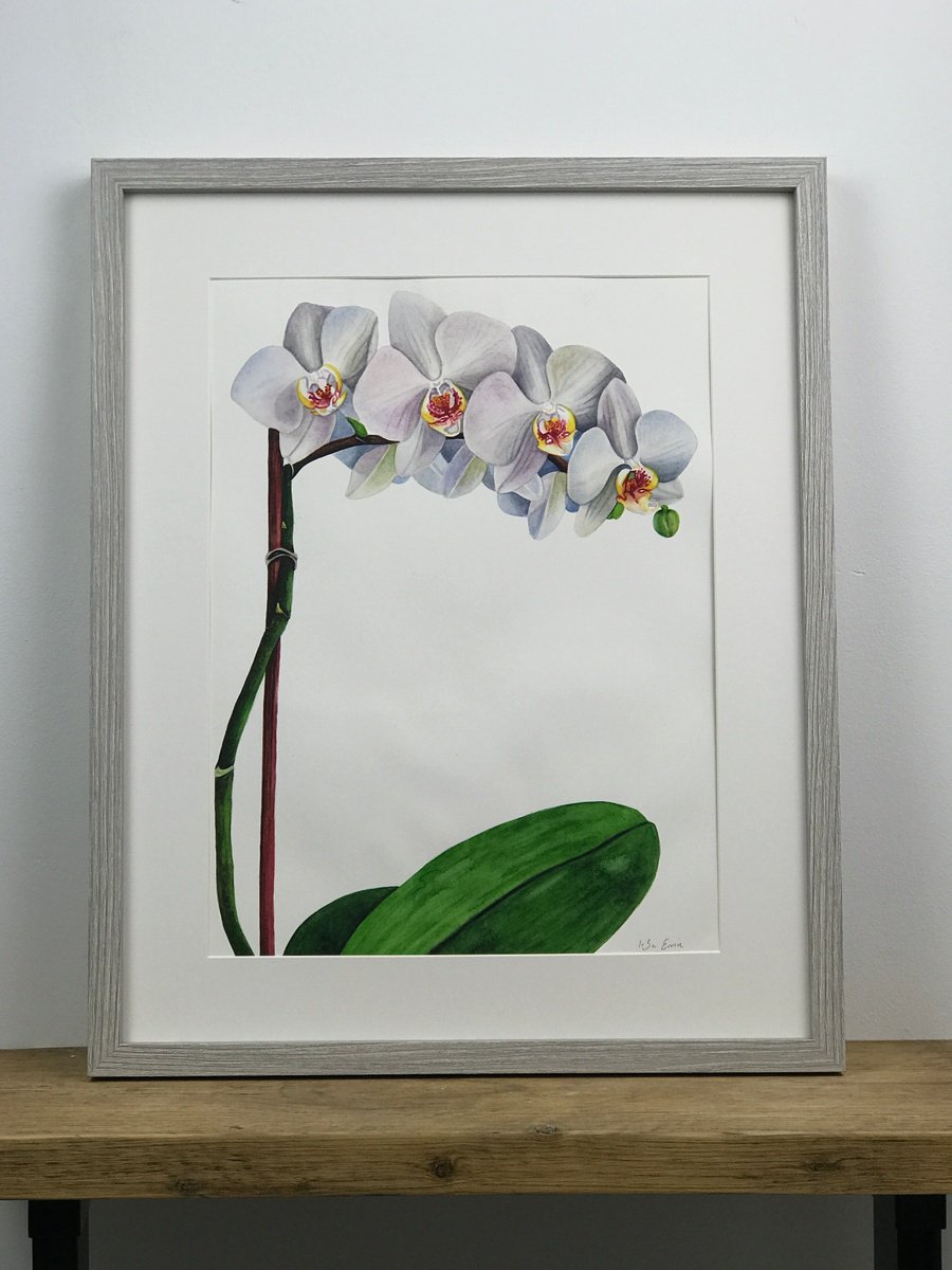 White Orchid by Irsa Ervin