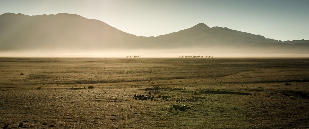 Camel Caravan - Sahara Desert by Michelle Williams Photography