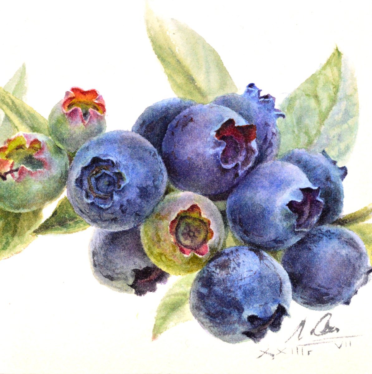 Blueberry by Lida Duchnewitsch