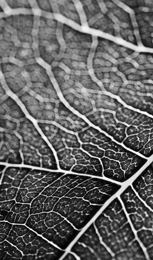 Leaf Veins III [Unframed; also available framed] by Charles Brabin