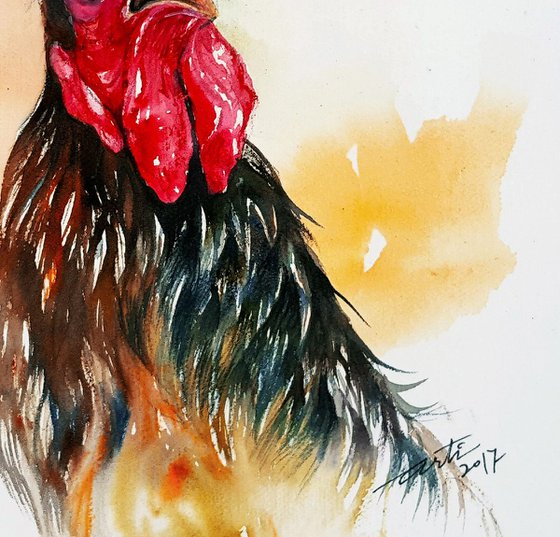 Dark rooster Davy