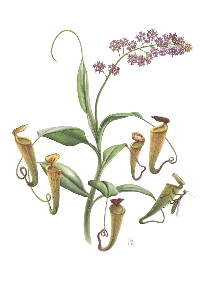 Photorealistic Botanical Watercolour By Yuliia Moiseieva, 11 X 15", Nepenthes Madagascariensis, Original Artwork