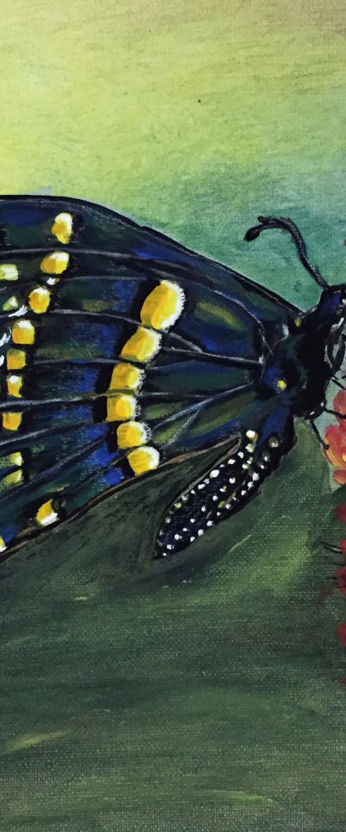 Black Swallowtail Butterfly by Carolyn Shoemaker (Soma)