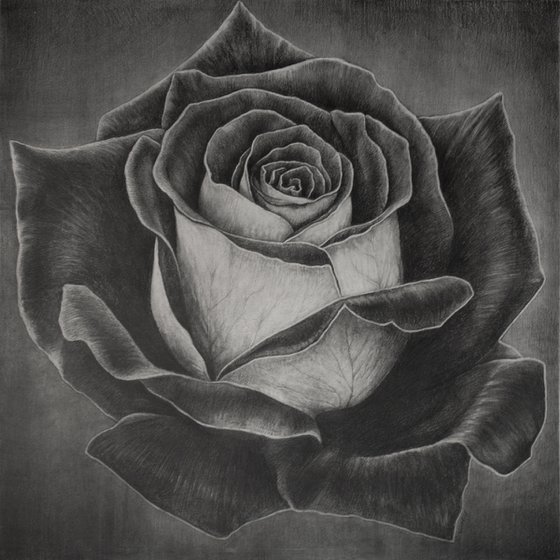 Two-Faced Rose. Graphite Flowers Series