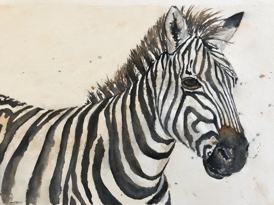 Zebra