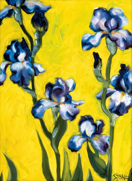 Purple Iris