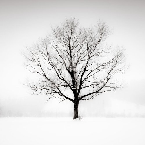 Solitude in White by Lynne Douglas