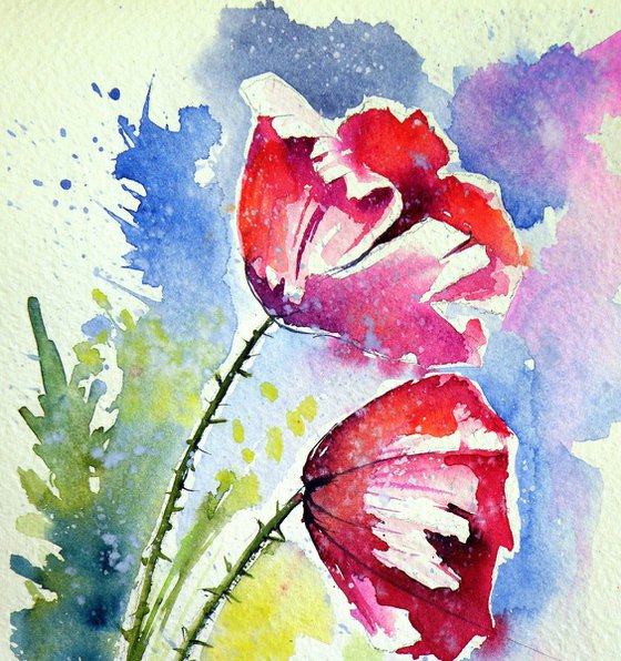 Poppy flowers
