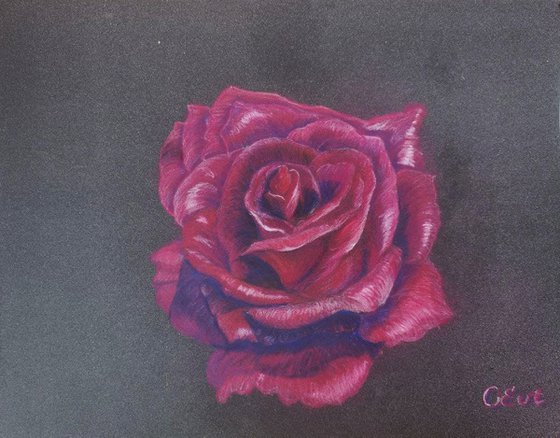 Perfect velvet burgundy rose.  24x18 cm. Plein Air. Perfetta rosa bordeaux vellutata