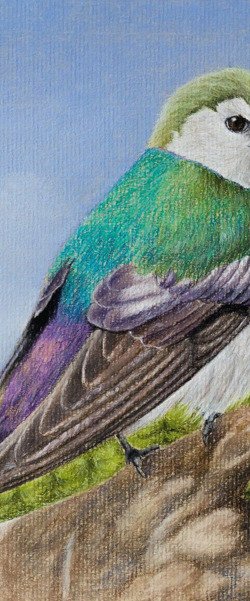 Violet-green Swallow by Mikhail Vedernikov