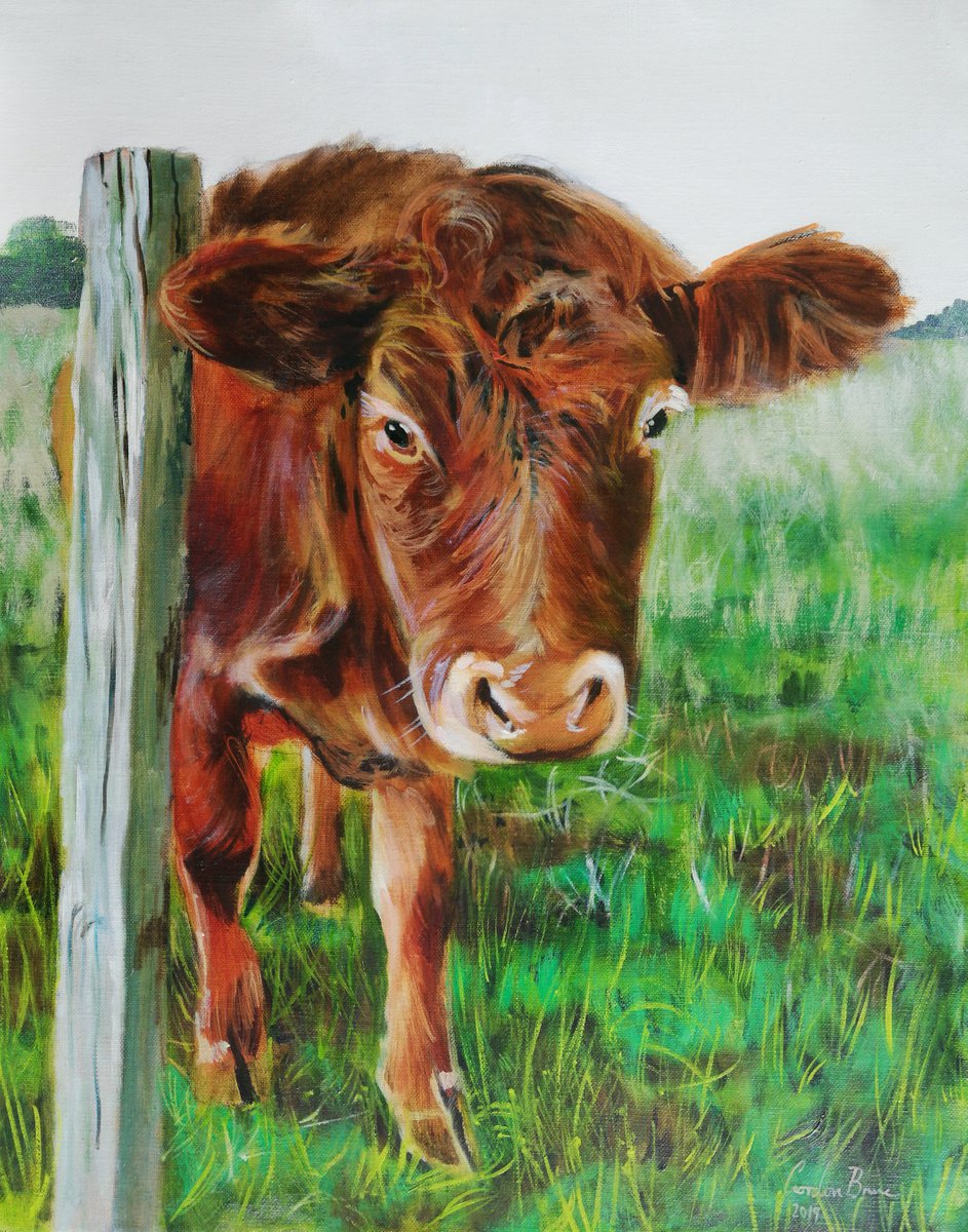 Brown Cow oil on canvas by Gordon Bruce