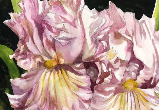 pink irises watercolor floral