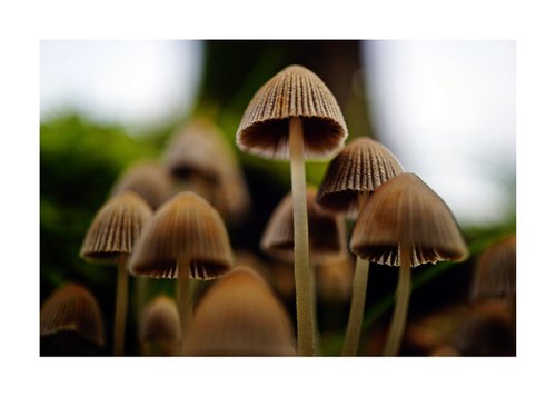 Mushroom Fantasy 01 by Richard Vloemans