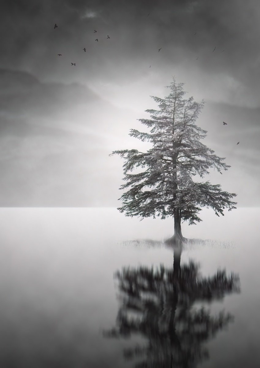 Landscape Photograph By Paul Nash, 16 X 24", Tree Reflection With Birds, Original Artwork