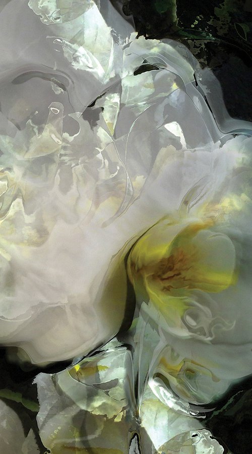Orquídeas by Javier Diaz